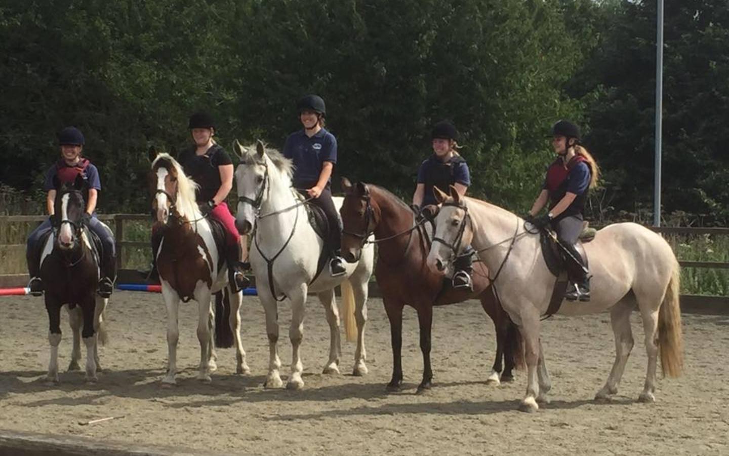Horses in the School