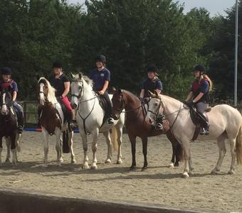 Horses in the School