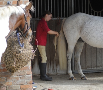 Activity Days Grooming