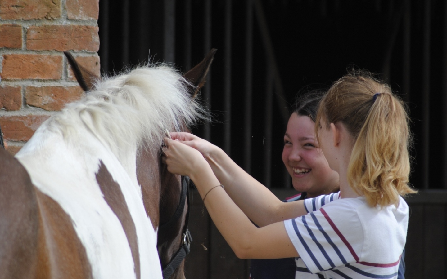 Activity Day Group Grooming